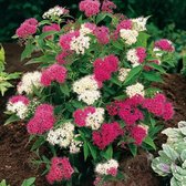 Spiraea japonica 'Genpei' - Spierstruik - Pot Ø 14 cm (1,5 liter)