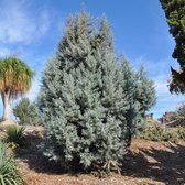 Cupressus arizonica 'Glauca' - Arizonacipres - Planthoogte: 80-100 cm - Pot Ø 23 cm (5 liter)