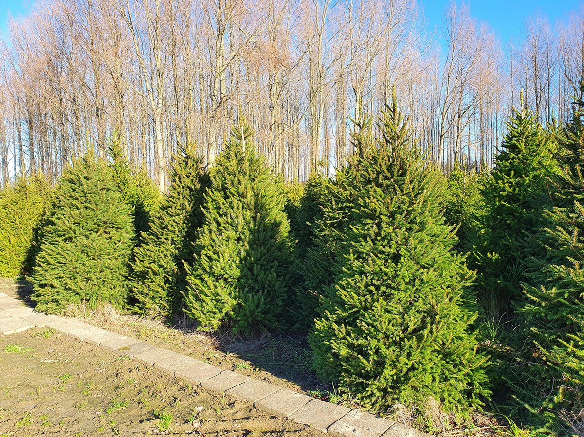 Echte kerstboom Picea omorika (zilverspar) 170200cm met kluit in pot