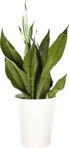 Plant in hydrocultuur systeem van Botanicly: Vrouwentongen met weinig onderhoud – Hoogte: 55 cm – Sansevieria trif. Moonshine