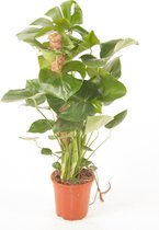 Kamerplant van Botanicly – Gatenplant – Hoogte: 80 cm – Monstera Deliciosa