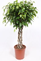 Kamerplant van Botanicly – Treurvijg – Hoogte: 130 cm – Ficus benjamina Exotica