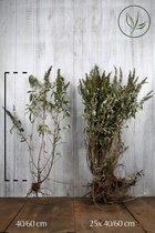 25 stuks | Vlinderstruik 'White Profusion' Blote wortel 40-60 cm - Bladverliezend - Bloeiende plant - Geurend - Informele haag - Insectenlokkend