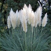 Cortaderia selloana 'Pumila' - Pampasgras - Planthoogte: 20 cm - Pot Ø 11 cm (1 liter)
