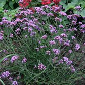 25 x Verbena 'Lollipop' - Tuinplanten Winterhard - IJzerhard Lollipop in 9x9cm pot met hoogte 5-10cm