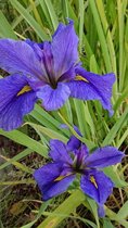 Blauwe Louisiana Lis (Iris Louisiana bleu) - Vijverplant - 3 losse planten - Om zelf op te potten - Vijverplanten Webshop