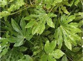 Fatsia japonica, Aralia sieboldii - Vingerplant in pot 40- 60 cm