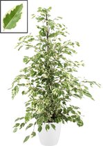 Mama's Planten - Ficus Benjamina 'Twilight' In ELHO Brussels Round (wit) - Vers Van De Kweker - ↨ 105cm - ⌀ 22cm