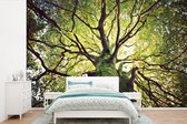 Papier peint photo peint photo vinyle - Branches apaisantes d'un arbre vert largeur 420 cm x hauteur 280 cm - Tirage photo sur papier peint (disponible en 7 tailles)