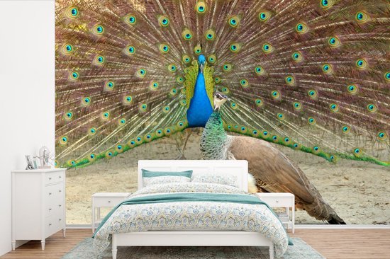 Papier peint vinyle - Paon vert mâle montrant des plumes au paon femelle largeur 390 cm x hauteur 260 cm - Tirage photo sur papier peint (disponible en 7 tailles)