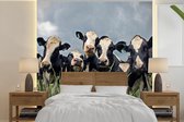Papier peint vinyle - Ciel gris au dessus du troupeau de vaches frisonnes largeur 280 cm x hauteur 280 cm - Tirage photo sur papier peint (disponible en 7 tailles)