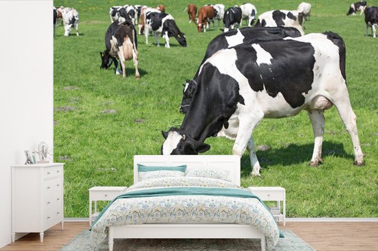 Papier peint photo en vinyle - Vaches frisonnes sur l'herbe verte largeur 330 cm x hauteur 220 cm - Tirage photo sur papier peint (disponible en 7 tailles)