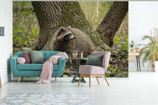 Raton laveur dans l'eau dans la forêt 390x260 cm