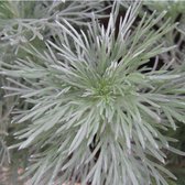6x Artemisia schmidtiana ‘Nana’ - Bijvoet - Pot 9x9 cm