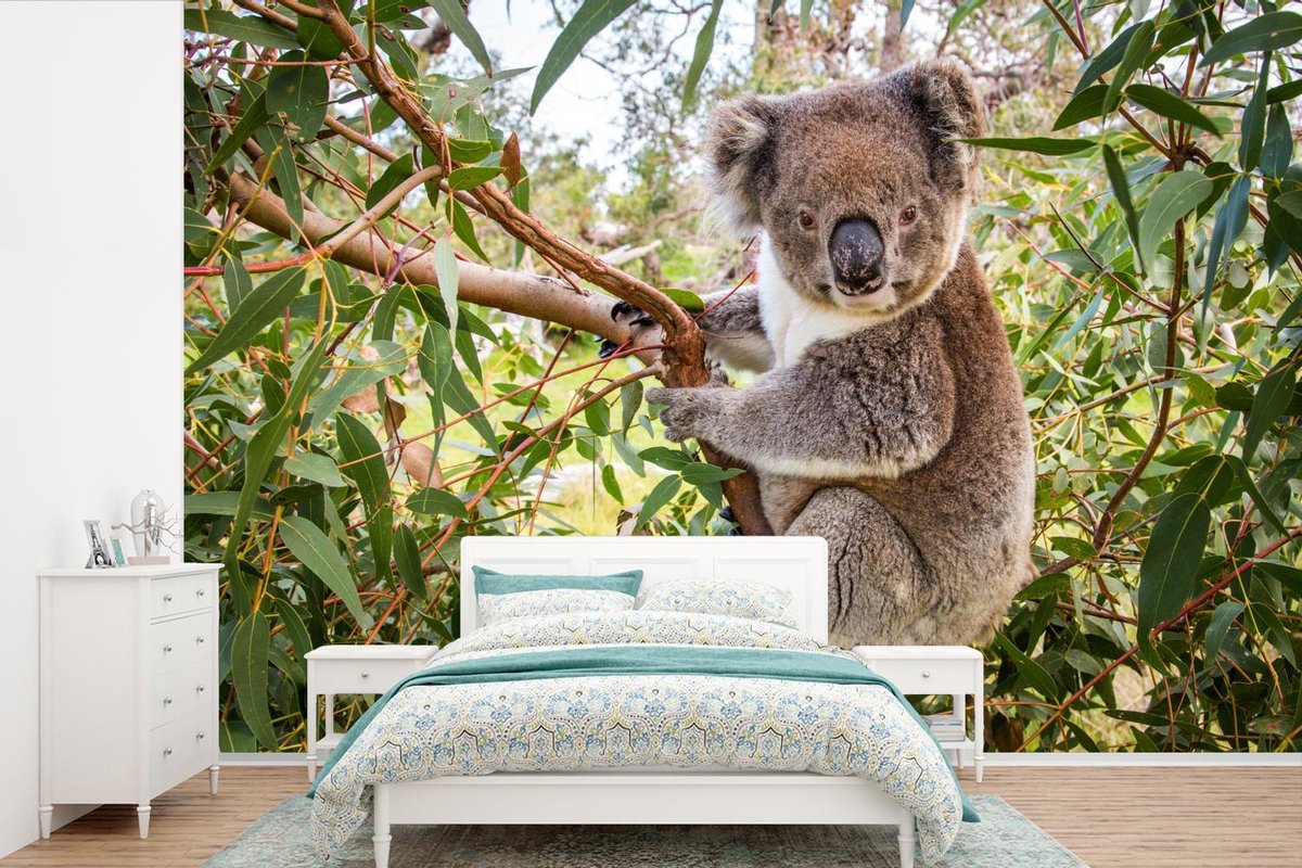 Fond d' écran - Papier peint photo - Un koala dans un arbre devant un ciel  bleu 