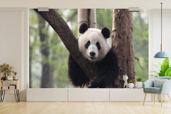 Papier peint - Papier peint photo Panda - Arbre - Forêt - Largeur 390 cm x hauteur 260 cm