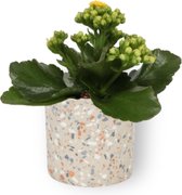 Kamerplant Kalanchoë Perfecta - met gele bloemen - ± 10cm hoog – 7cm diameter - in grjize cilinder pot