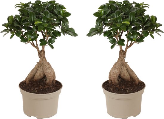 Plant in a Box - Bonsai Ficus Ginseng - Set van 2 kamerplanten - Pot ⌀15cm - Hoogte ↕ 35-45cm