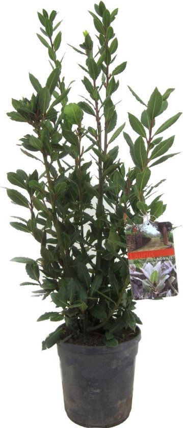 Plant in a Box - XL Laurier struik - Laurus Nobilis - Keukenlaurier - Pot ⌀21cm - Hoogte ↕ 80-100cm