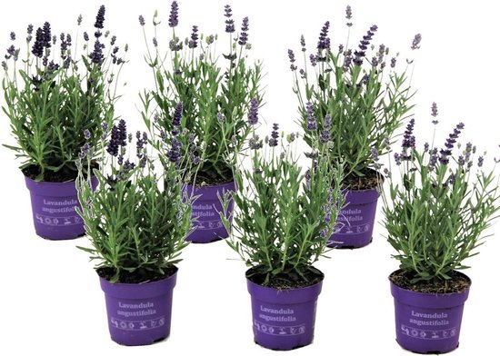 Plant in a Box - Set van 6 winterharde Lavendel struikjes - Lavandula angustifolia - Pot ⌀10.5cm -Hoogte ↕ 10-15cm