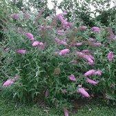 Buddleja Vlinderstruik 'davidii Pink Delight' - Roze Bloemen, Meerjarig en Winterhard | Vlinderplant / Vlinderstruiken - Aantrekkelijk voor de Vlinder | 1.5 liter pot