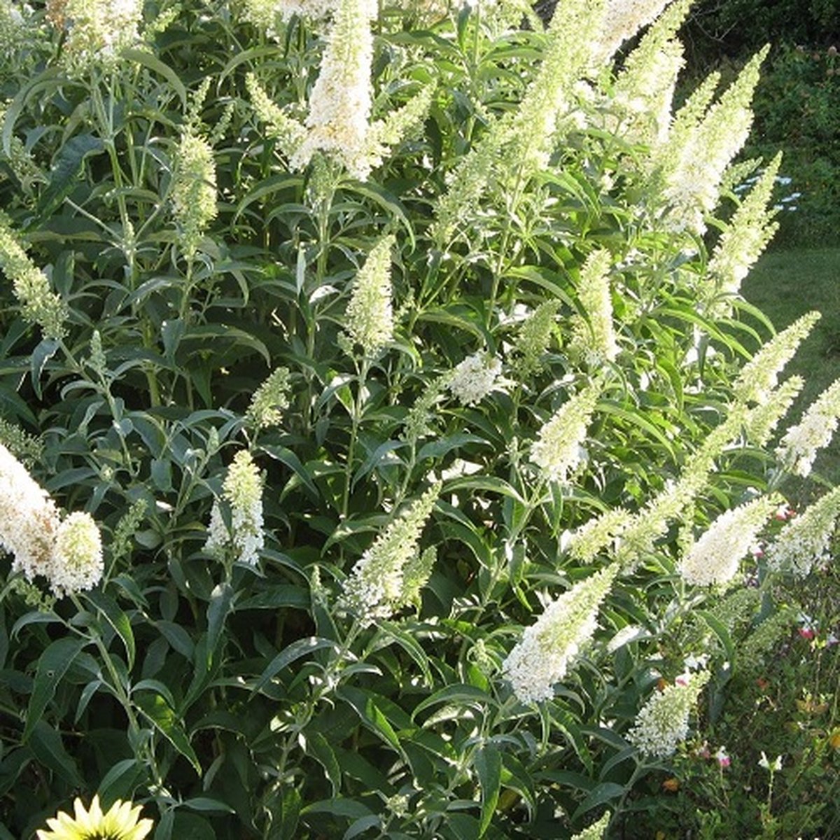 Buddleja Vlinderstruik White Profusion - Witte bloemen, Meerjarig en Winterhard | Vlinderplant / Vlinderstruiken - Aantrekkelijk voor de Vlinder | 2 liter pot