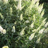 Buddleja Vlinderstruik White Profusion - Witte bloemen, Meerjarig en Winterhard | Vlinderplant / Vlinderstruiken - Aantrekkelijk voor de Vlinder | 1.5 liter pot
