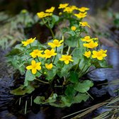 Caltha palustris - Gewone dotterbloem - Planthoogte: 10 cm - Pot 11 cm (1 liter)