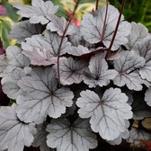 Heuchera 'Silver Gumdrop' - Purperklokje - Planthoogte: 10 cm - Pot 11 cm (1 liter)