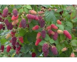 2x Rubus Taybes 'Tayberry' - Taybes Struik  - Set van 2 fruitheesters