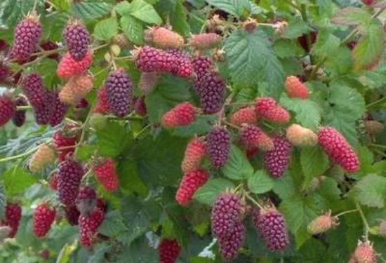 2x Rubus Taybes 'Tayberry' - Arbuste Taybes - Set de 2 arbustes fruitiers
