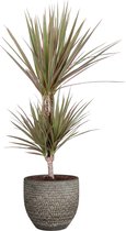 Dracaena 'Marginata Bicolour' in Mica sierpot Carrie (donkergrijs) ↨ 65cm - planten - binnenplanten - buitenplanten - tuinplanten - potplanten - hangplanten - plantenbak - bomen - plantenspui