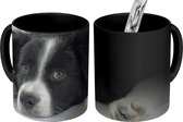 Magische Mok - Foto op Warmte Mok - Een border collie liggend op de vloer - 350 ML