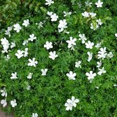 Geranium sanguineum 'Album' - Ooievaarsbek - Planthoogte: 5 cm - Pot 11 cm (1 liter)