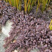 Acaena inermis 'Purpurea' - Stekelnootje - Planthoogte: 5 cm - Pot Ø 11 cm (1 liter)