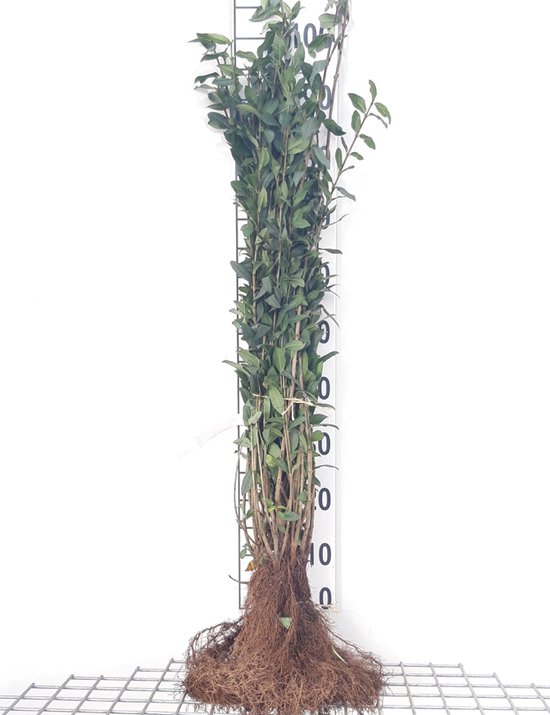 10 x LIGUSTRUM VULGARE 40- 60 - blote wortel - Wilde liguster