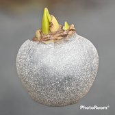 1 x Wax Amaryllis | Silver sparkle | grote bol | meerdere bloemstelen | Gardenlovers