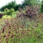 6x Sanguisorba officinalis ‘Tanna’ - Pimpernel - Pot 9x9 cm