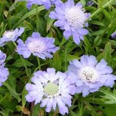 6x Scabiosa caucasica 'Perfecta' - Herbe Pigeon - Pot 9x9 cm