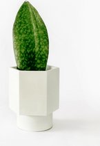 House Raccoon Hapi - Zelfwatergevende Bloempot - Silver Green