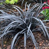 Ophiopogon planiscapus 'Niger' - Zwart gras - Pot 17 cm (2 liter)