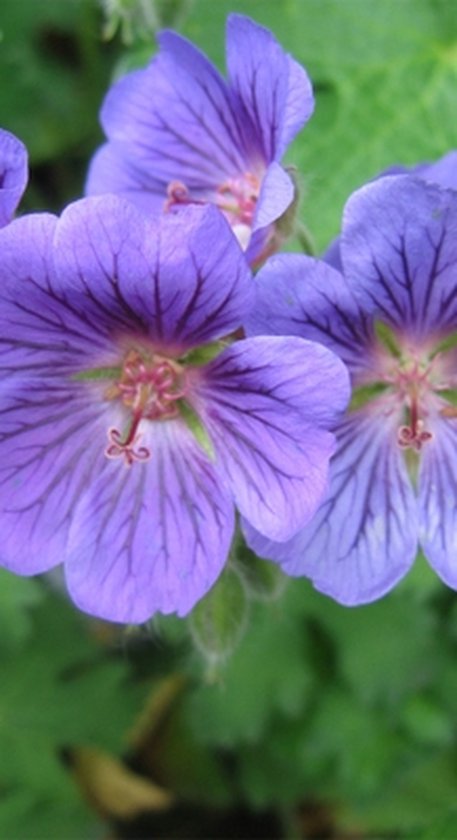 Foto: 6 x geranium blue blood ooievaarsbek in pot 9 x 9 cm