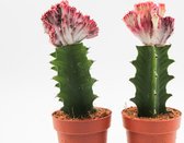 Ikhebeencactus | Set van 2 stuks | Echinocereus Pectinatus Rubispinus | Rainbow cactus | ⌀ 8.5 cm - 12cm
