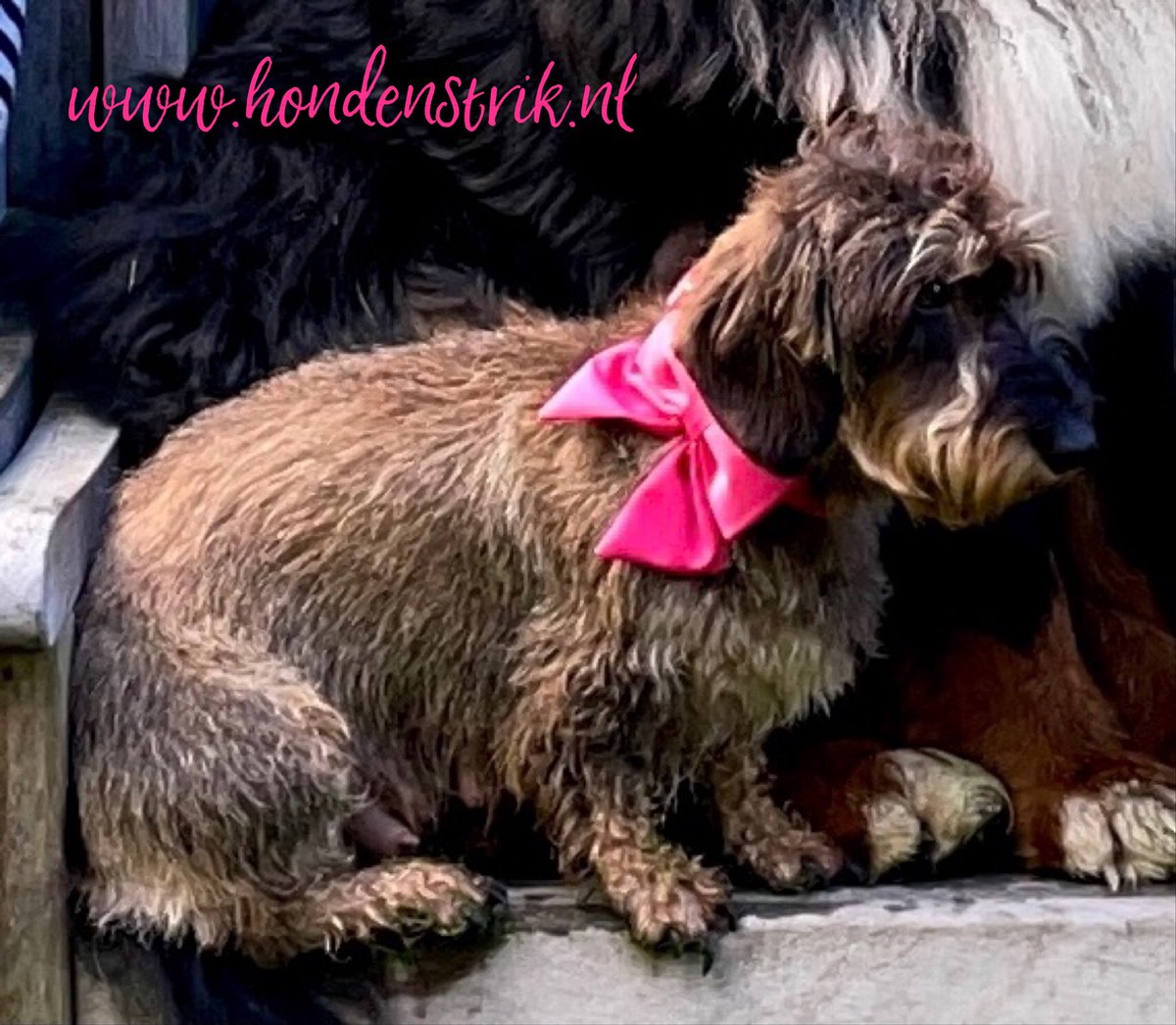 Elegant little tail Hondenhalsband met strik - rode hondenhalsband met