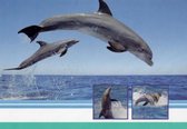 Een mooie blanco wenskaart met prachtige dolfijnen in de zee. Vooraan nog twee kleine afbeeldingen van dolfijnen. Een dubbele wenskaart inclusief envelop en in folie verpakt.