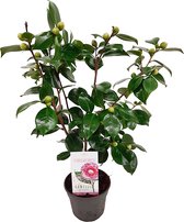 Japanse roos - Camellia japonica - roze - bladhoudend - ca. 50cm hoog - potmaat 15cm