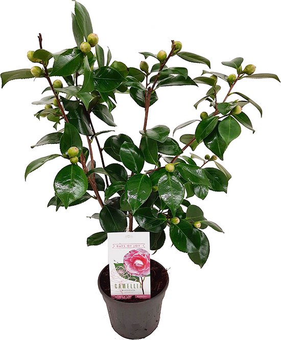 Camellia Japonica 'Bonomiana' - roze kopen
