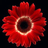 Dibond - Bloem - Gerbera in rood / wit / zwart - 35 x 35 cm