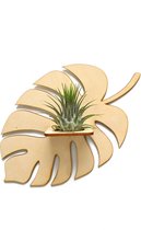 Luchtplanthouder Monstera met verrassingsluchtplantje