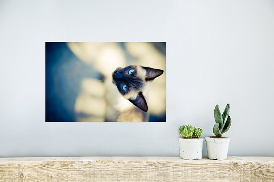 Un chat siamois d'en haut Poster 30x20 cm - petit - Tirage photo sur Poster (décoration murale salon / chambre) / Poster Animaux domestiques